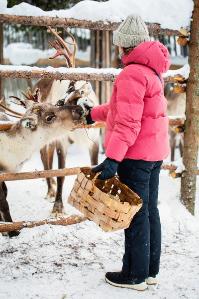 Cute Pre Teen Girl Outdoors Feeding Reindeers Farm Sunny Winter — Stock Photo, Image