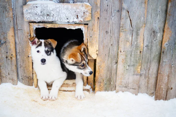 Cute Husky Puppies Dog House — Stock Photo, Image
