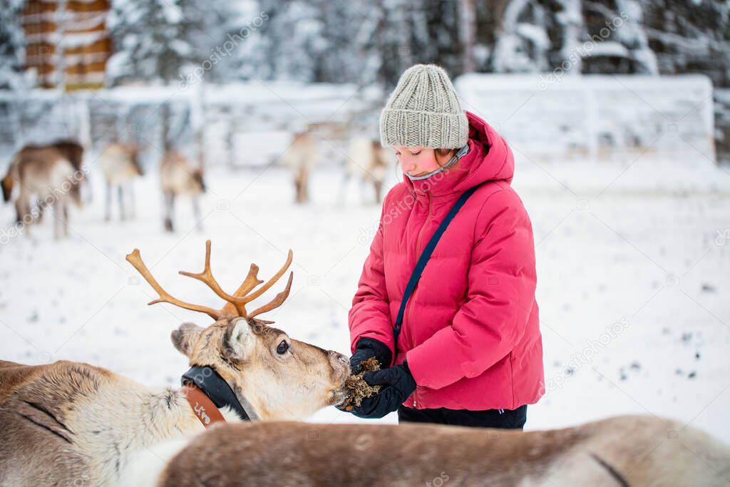 Cute pre-teen girl outdoors feeding reindeers on farm on sunny winter day in Lapland Finland