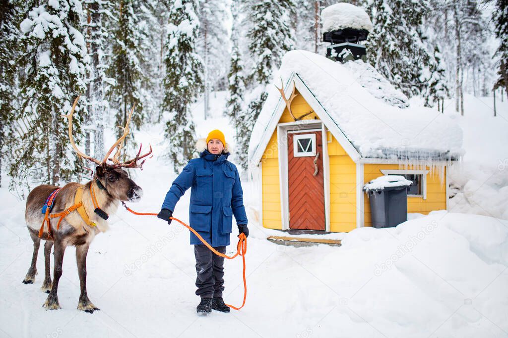 Young man walking with reindeer in winter forest in Lapland Finland