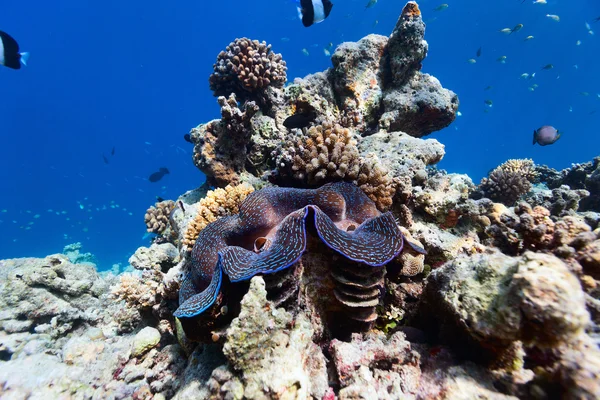 Coral reef víz alatti — Stock Fotó