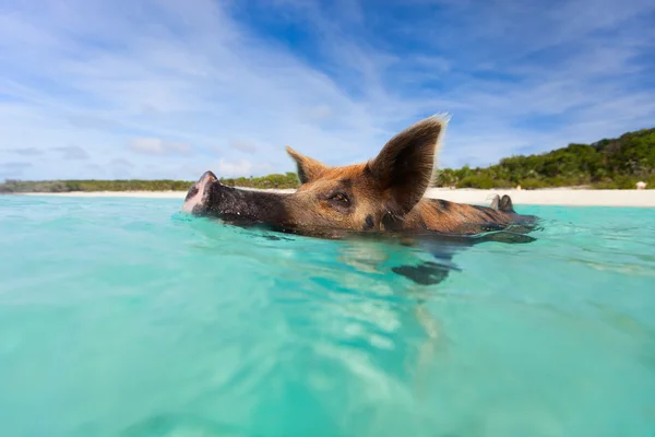 Cerdo nadador en la isla Exuma — Foto de Stock