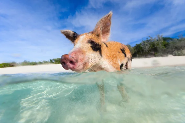 Simning Nasse på exuma island — Stockfoto