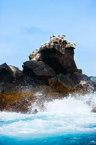 Deniz kuşları ile kaya — Stok fotoğraf