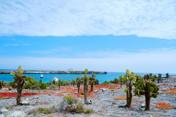 Zuid-plaza eiland — Stockfoto