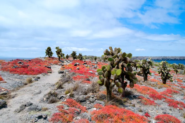 South plaza island — Stock Photo, Image