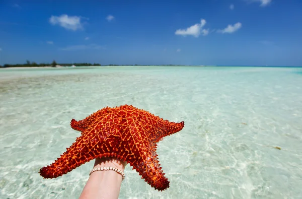 Estrella de mar roja Imagen De Stock