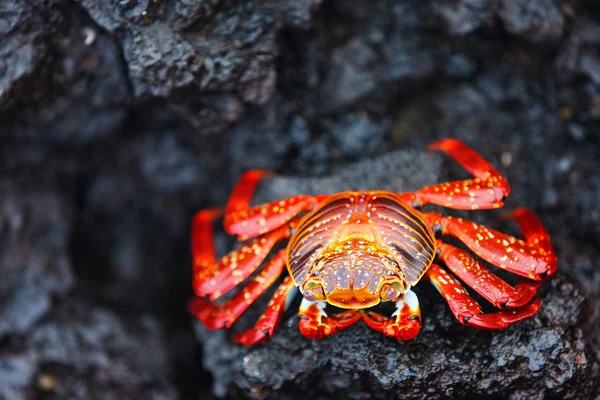 Sally lightfoot crab — Stock Photo, Image