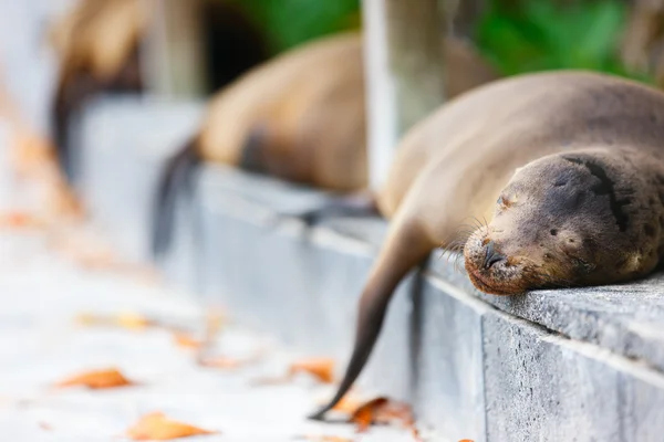 Leones marinos durmiendo a lo largo de un camino —  Fotos de Stock