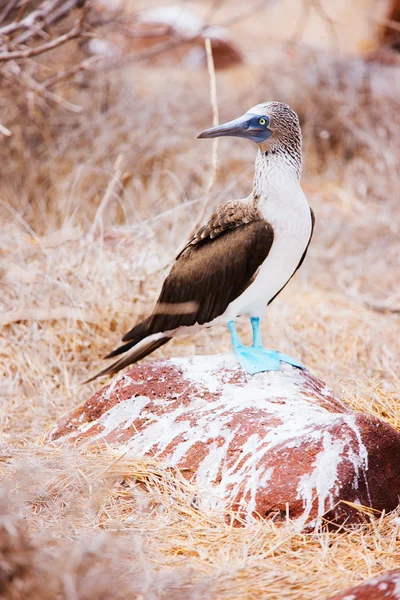 Blue footed booby — Stock Photo, Image