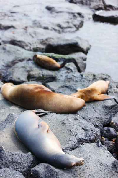 Female sea lion with babies — Stock Photo, Image