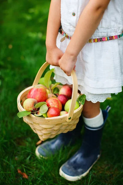 Manzanas ecológicas en una cesta — Foto de Stock