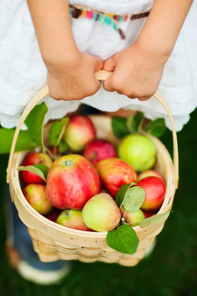 Organic apples in a basket — Stock Photo, Image