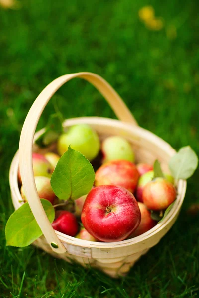 Organic apples in a basket — Stock Photo, Image