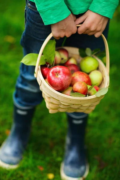 Jabłka organiczne w koszyku — Zdjęcie stockowe