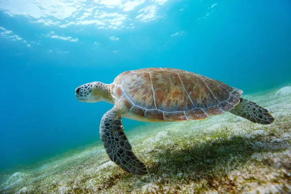 Hawksbill deniz kaplumbağası — Stok fotoğraf