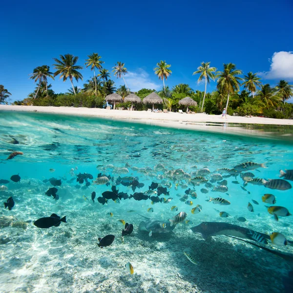 Tropik ada su üstünde ve altında — Stok fotoğraf