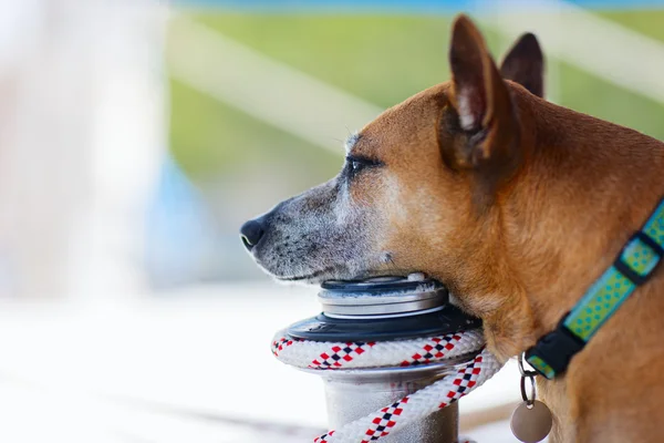 Dog portrait — Stock Photo, Image