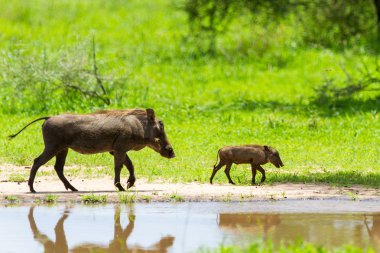 Warthogs by a water clipart