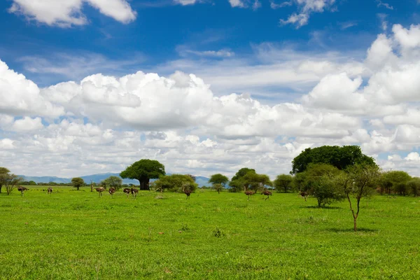 Tarangire nationalpark — Stockfoto