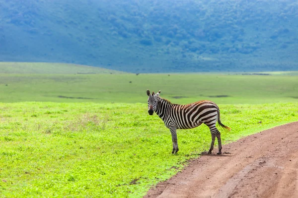 Zebra — Stock Fotó