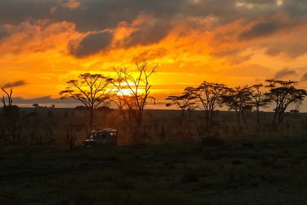 Morning safari drive — Stock Photo, Image