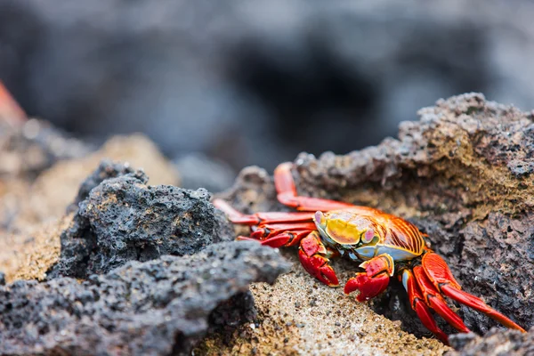 Sally lightfoot crab — Stock Photo, Image