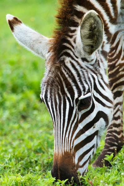 Zebra — Stockfoto