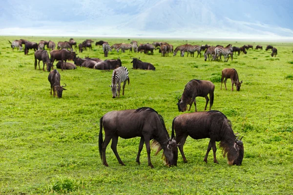 Great migration — Stock Photo, Image
