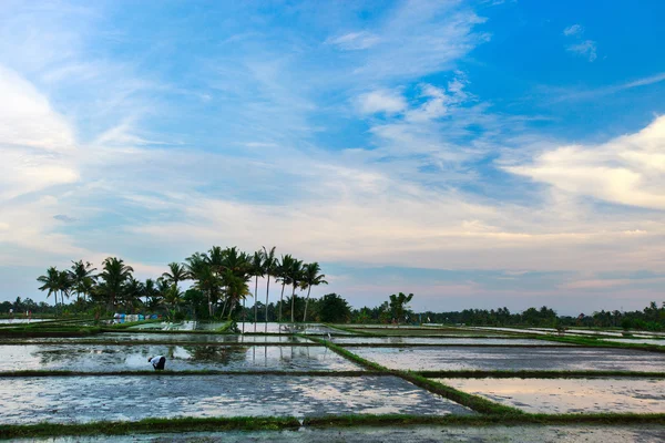 Campo de arroz — Foto de Stock