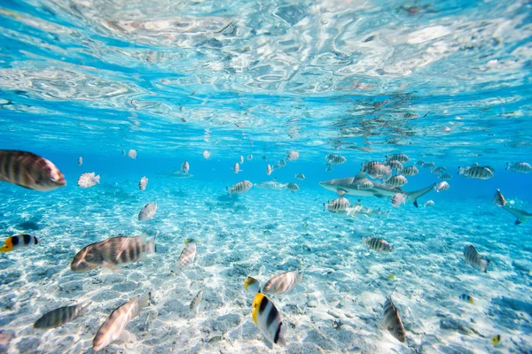 Bora Bora bajo el agua — Foto de Stock