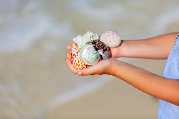 Conchas do mar — Fotografia de Stock