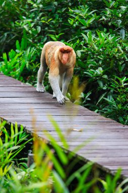 Proboscis monkey clipart