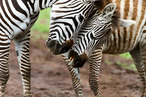 Zebras — Stockfoto