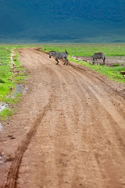 Cebra caminando por la carretera — Foto de Stock