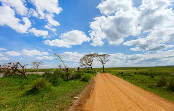 Parco Nazionale del Serengeti — Foto Stock