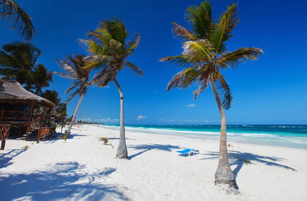 Palma da cocco in spiaggia — Foto Stock