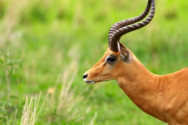 Impala Stock Image