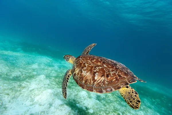 Havet karettsköldpaddan — Stockfoto