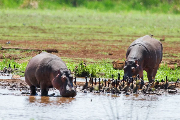 Hippos — Stock Photo, Image