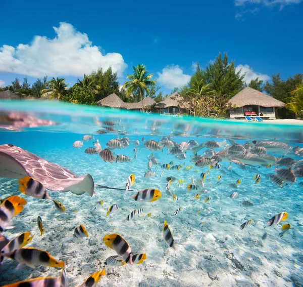 Isla tropical bajo y sobre el agua — Foto de Stock