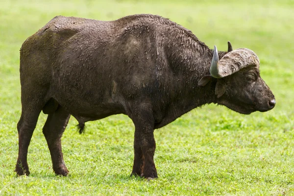 Buffalo dans le cratère de Ngorongoro Tanzanie — Photo