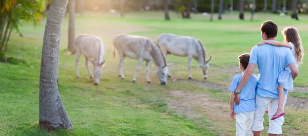 Father and kids outdoors looking at donkeys — Stock Photo, Image