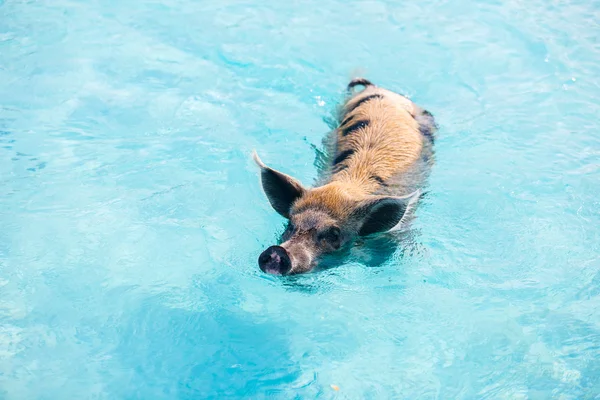 Swimming pigs of Exumas — Stock Photo, Image