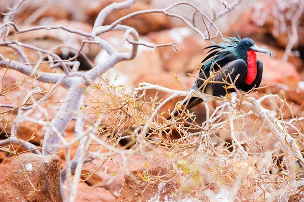 남성 웅대한 frigatebird — 스톡 사진