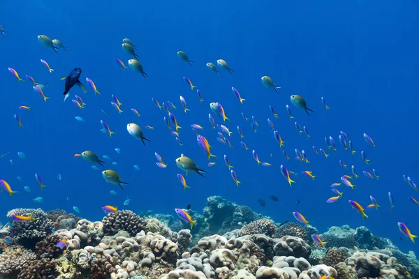 Coral reef ryb pod wodą — Zdjęcie stockowe