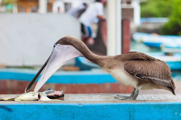 Pelicano no mercado de peixe — Fotografia de Stock