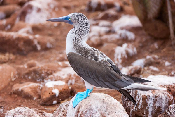 Bota de pé azul — Fotografia de Stock