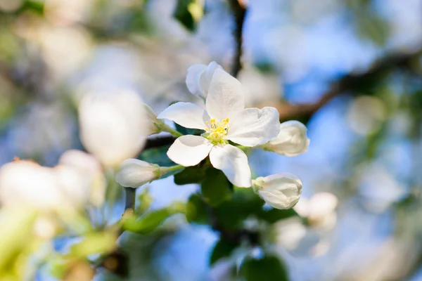 Blommande äppelträd — Stockfoto