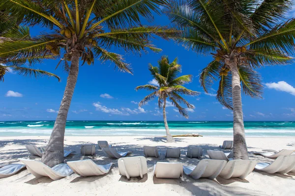 Palm kokosowych na plaży — Zdjęcie stockowe